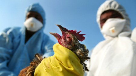 Куриный помет признали источником пандемии птичьего гриппа