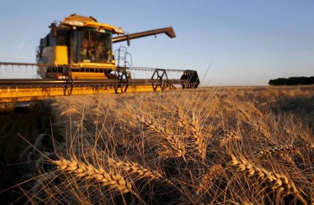 Засуха: урожайность пшеницы снизилась на 43,6%