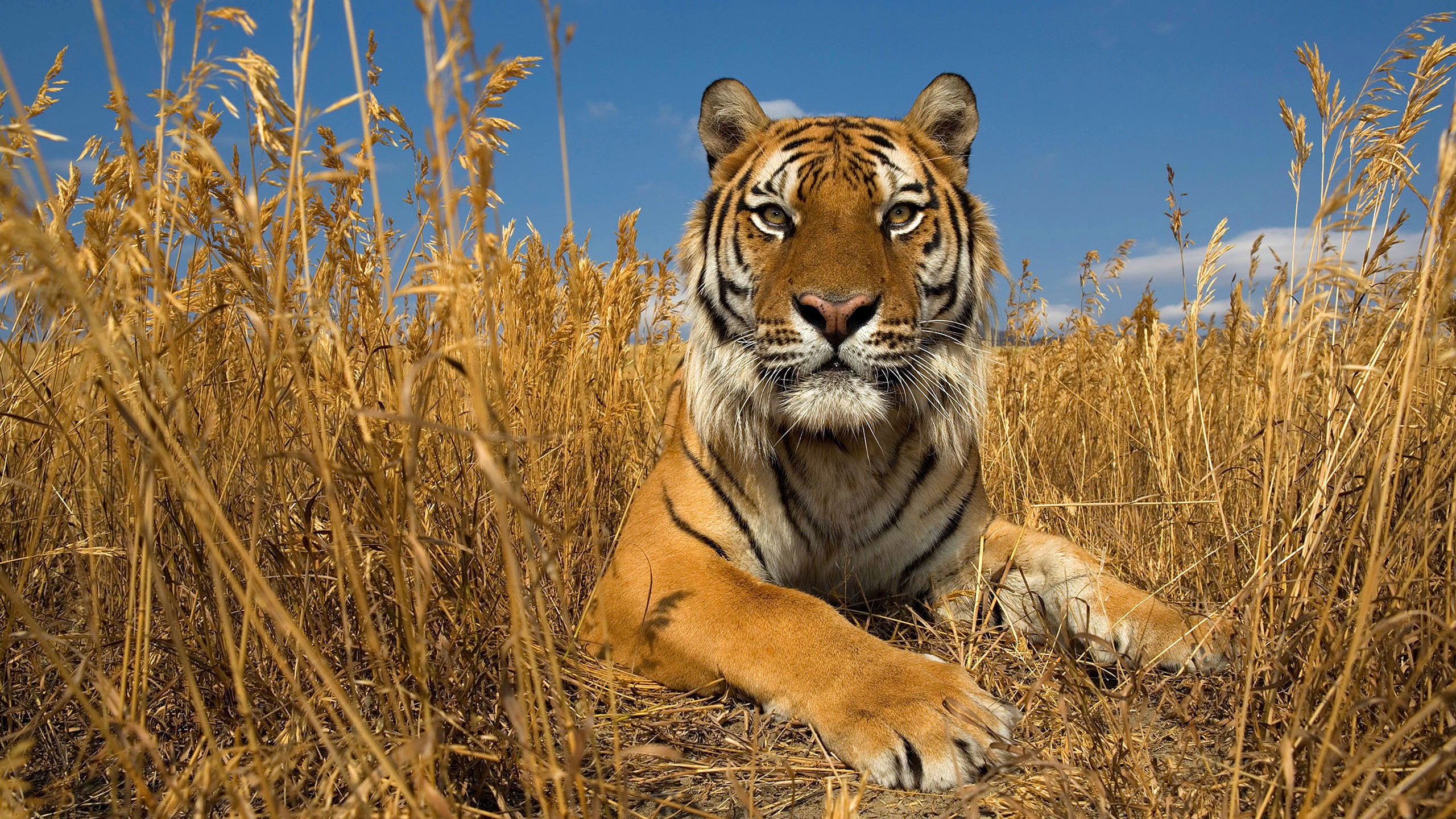 Озерный край, где водились тигры, возродят в Актюбинской области