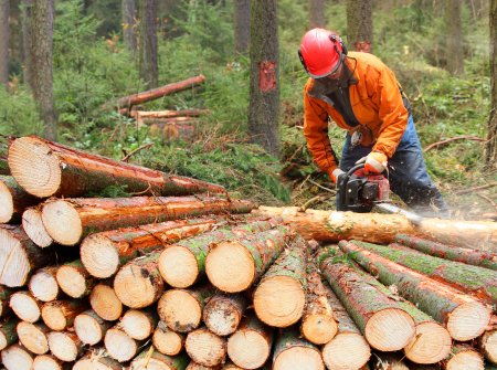 В Актобе хотят вырубить 380 деревьев