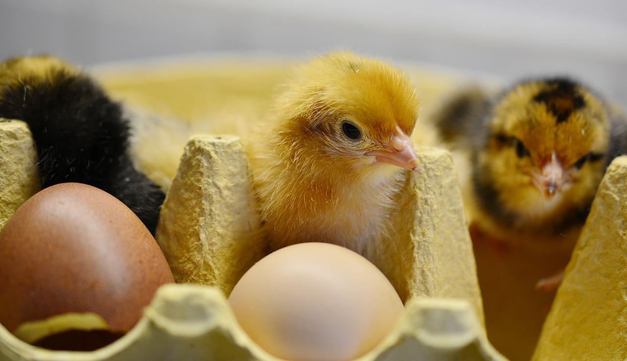 40 миллионов яиц придется закупать для птицефабрики в Актобе ежегодно