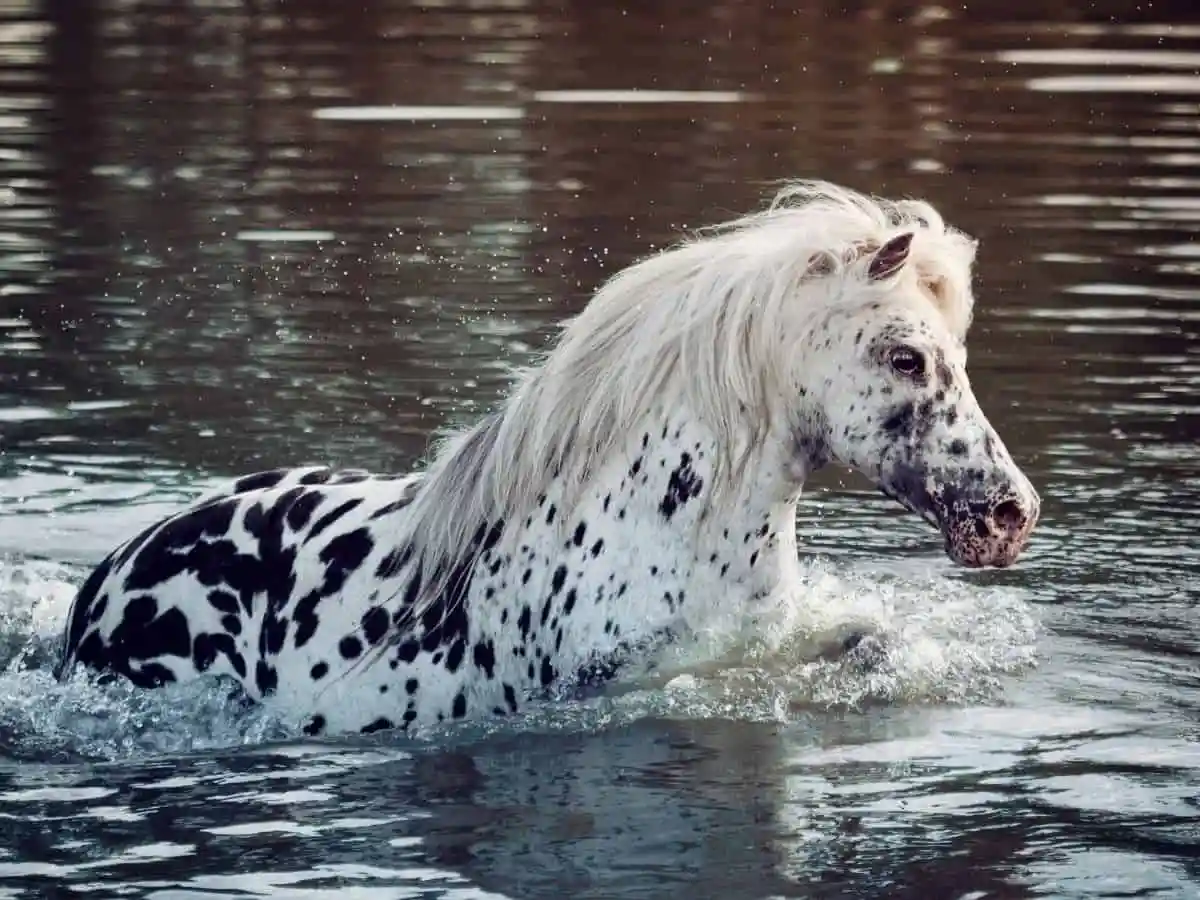 Лошадь вытащили  из водохранилища
