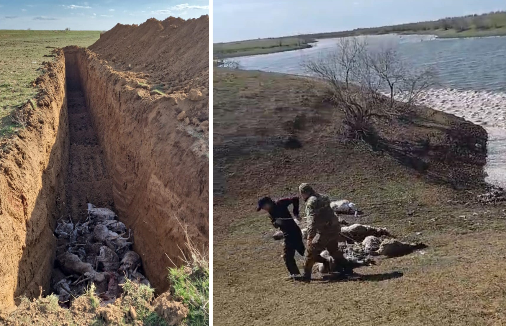 Более 5 000 сайгаков за одну ночь погибли на водохранилище в Западном Казахстане