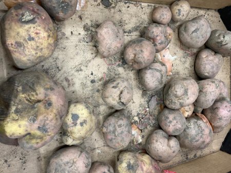 Картофельный скандал: почему в Актобе продают гнильё «из стабфонда»