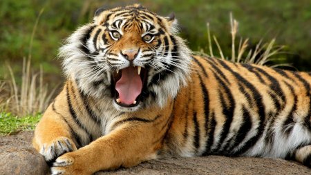 Тигры обитали в Актюбинской области