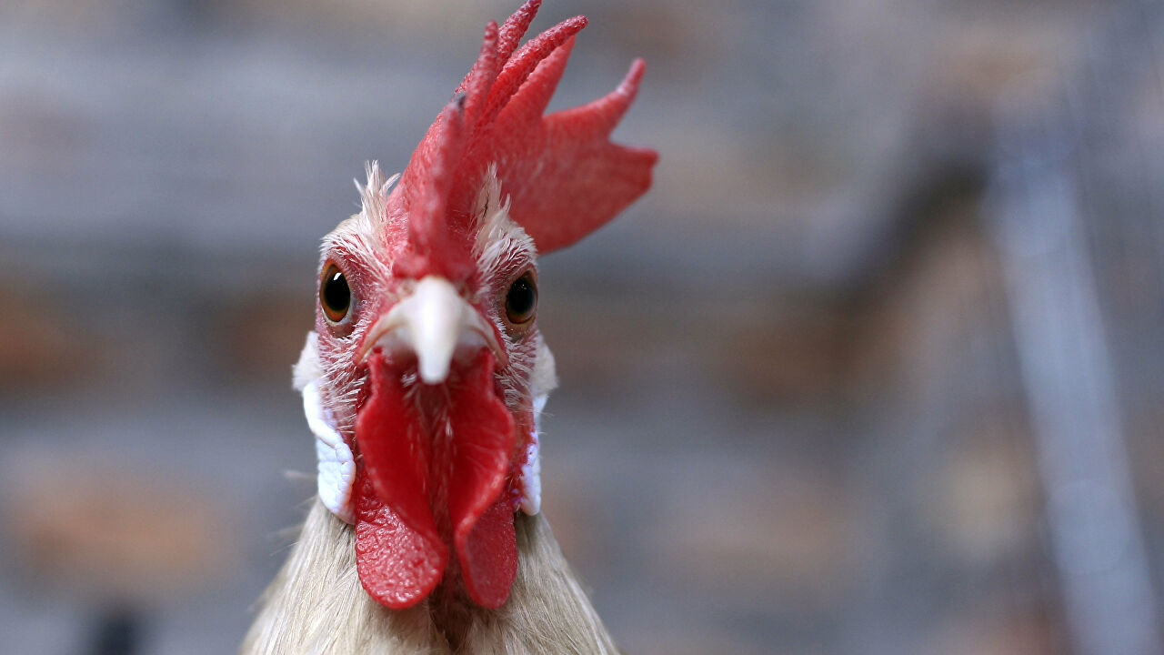 Куриные окорочка в Актобе подорожали на 41%