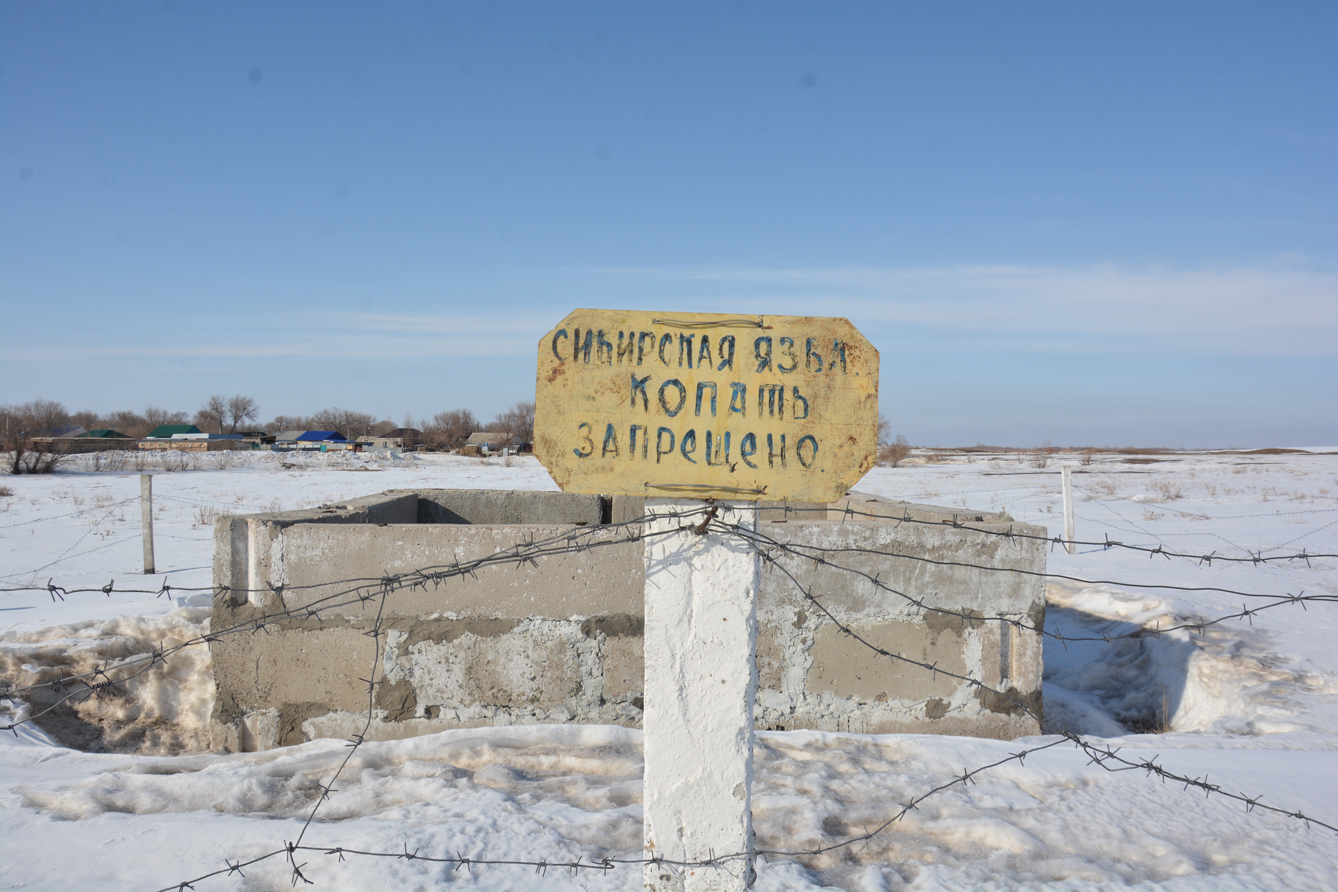 Жители поселка Сазды опасаются вспышки сибирской язвы