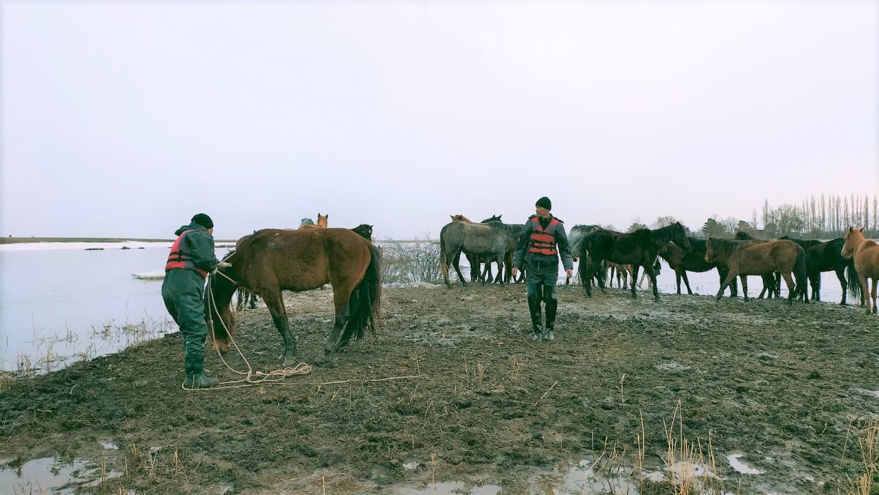 Спасатели вызволили 30 лошадей