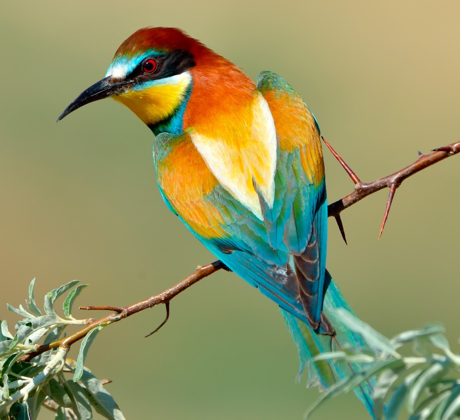 Самую красивую птицу Европы показали жителям Актобе