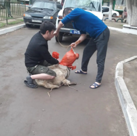 В Актобе участкового обвинили в жестокости к собаке