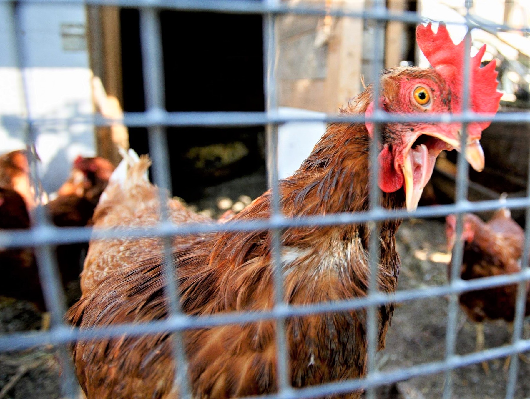 Против народа: министерство одобрило создание птицефабрики в Актобе