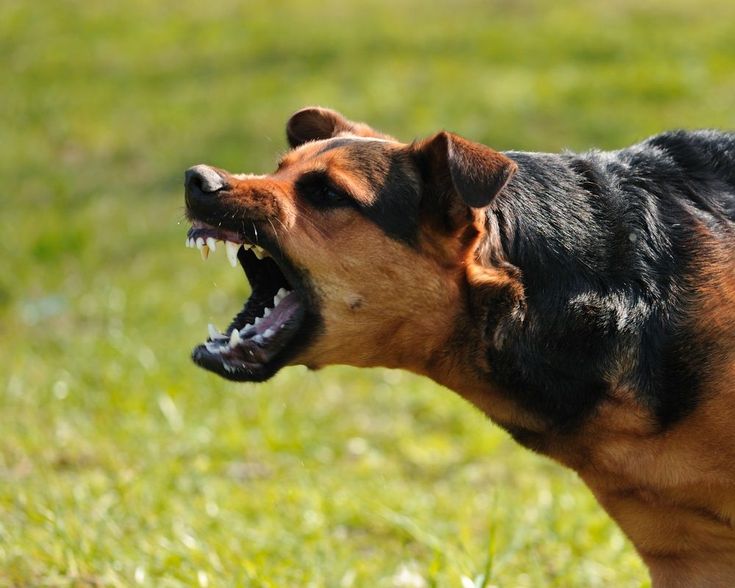 Экспертиза подтвердила смерть школьника от укусов собак в Актобе
