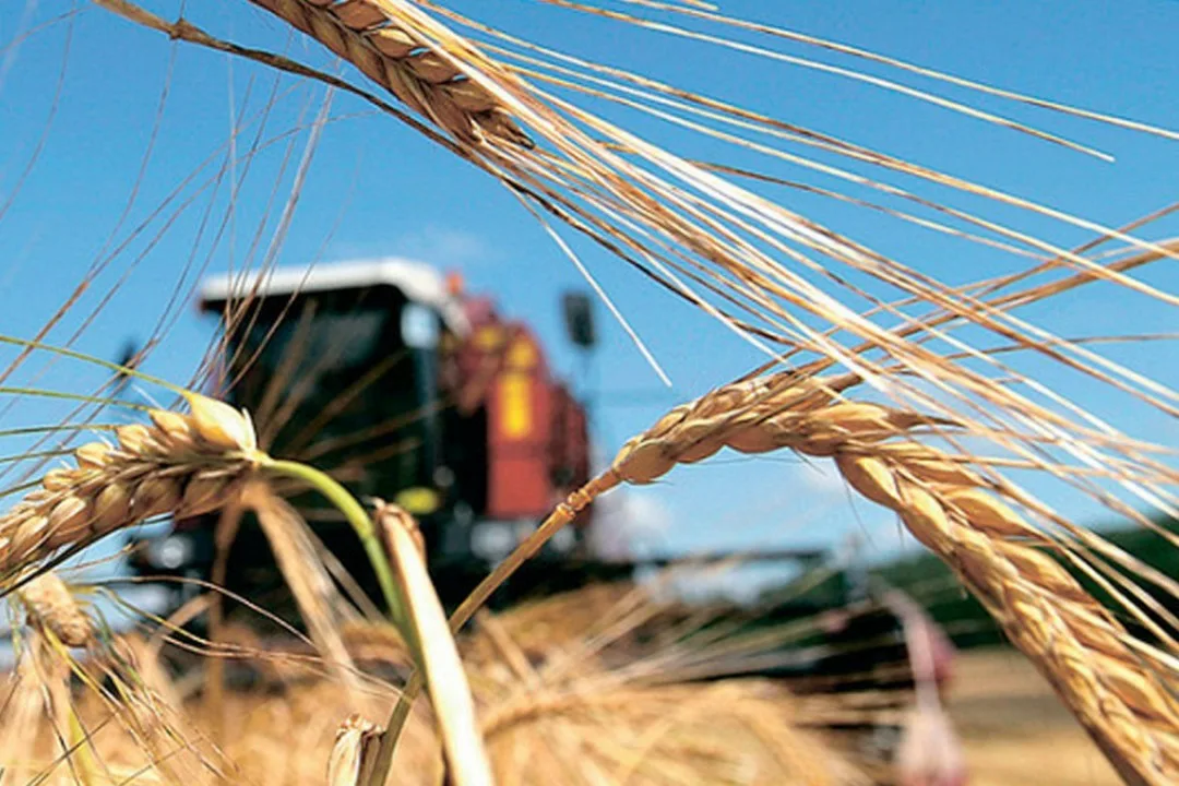 Урожай зерновых в Актюбинской области окажется вдвое выше