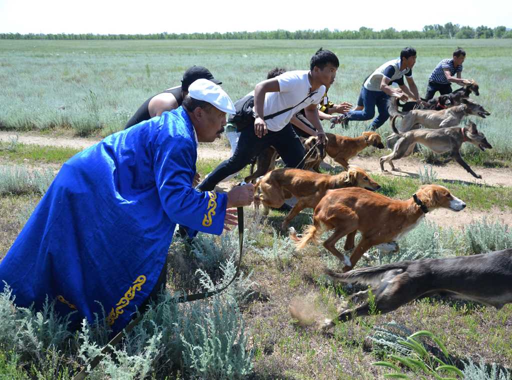 Спасение казахских тазы: кровь собак из Актобе отправят на генетический анализ