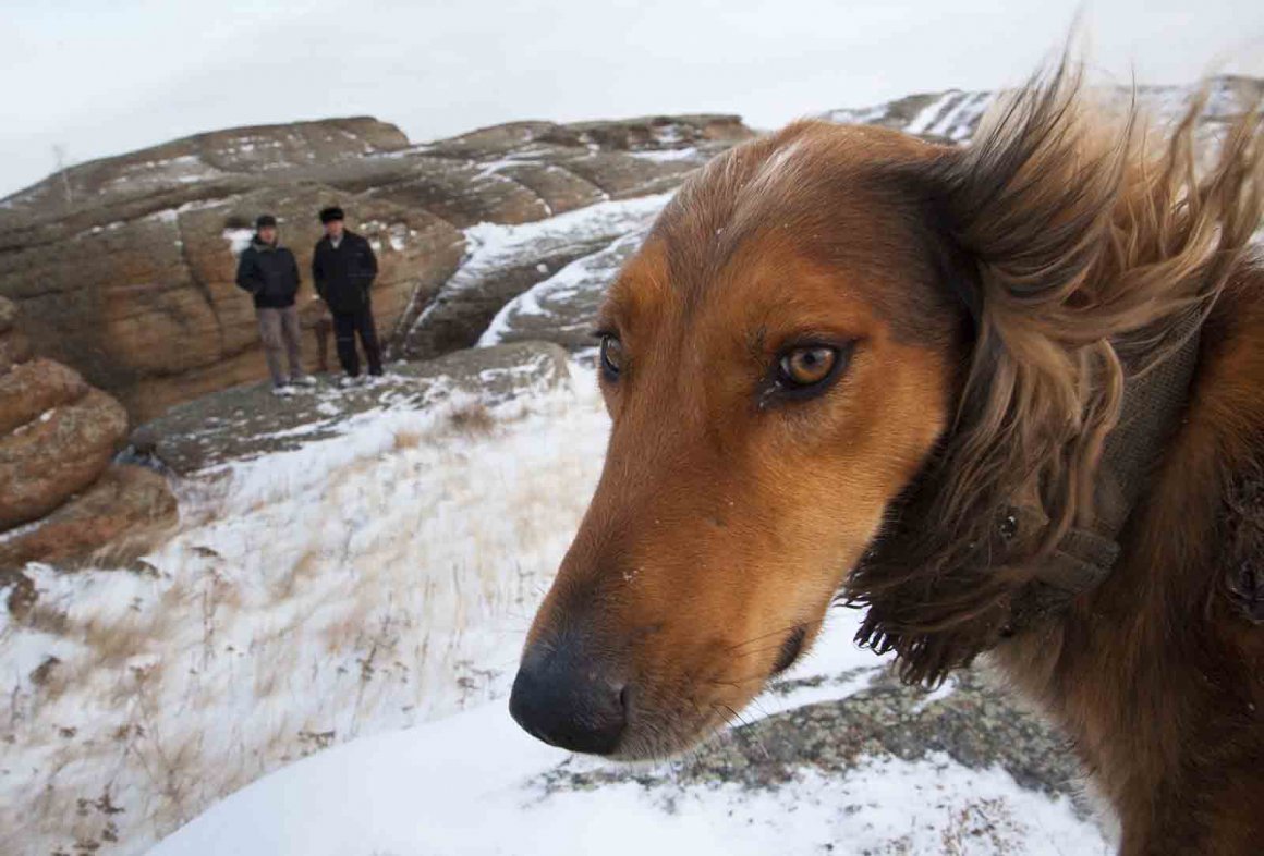 Спасение казахских тазы: кровь собак из Актобе отправят на генетический анализ