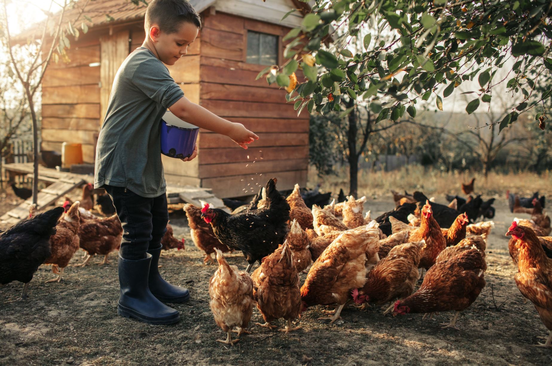 Создать тысячи семейных куриных ферм планируют в Актюбинской области
