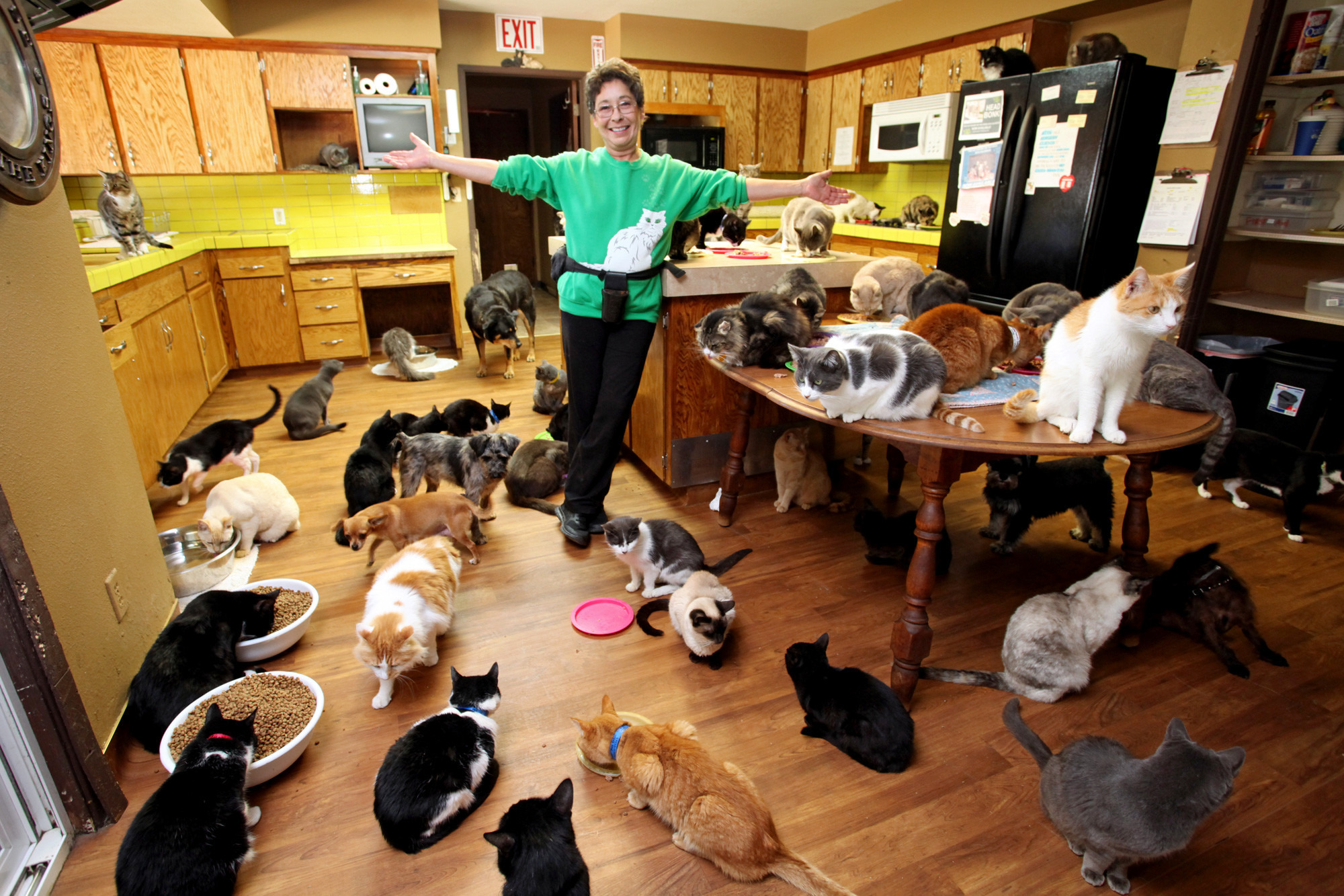 Закон не лимитирует количество собак и кошек в доме или квартире