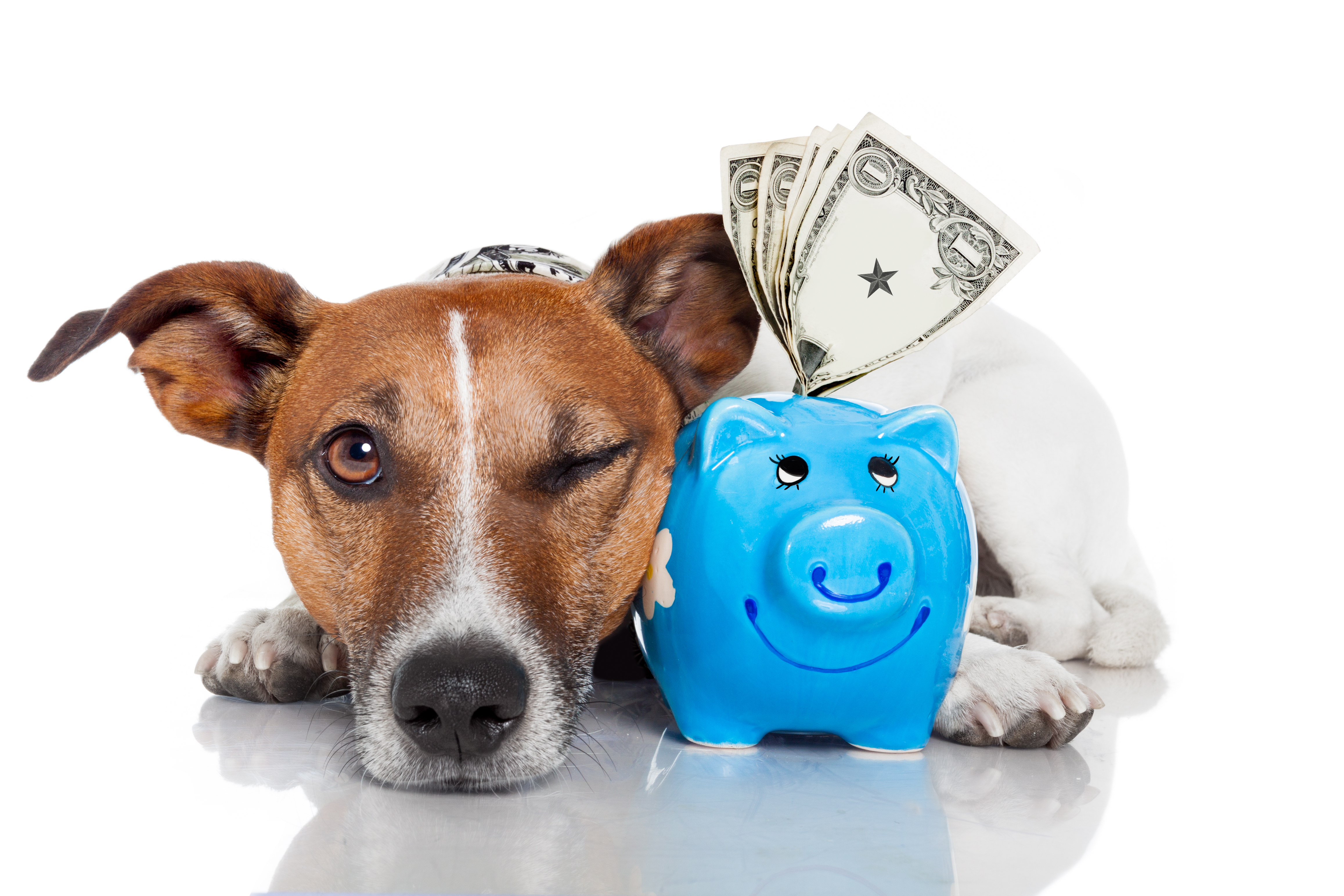 Управление ветеринарии в Актобе вернуло деньги, выделенные на содержание собак