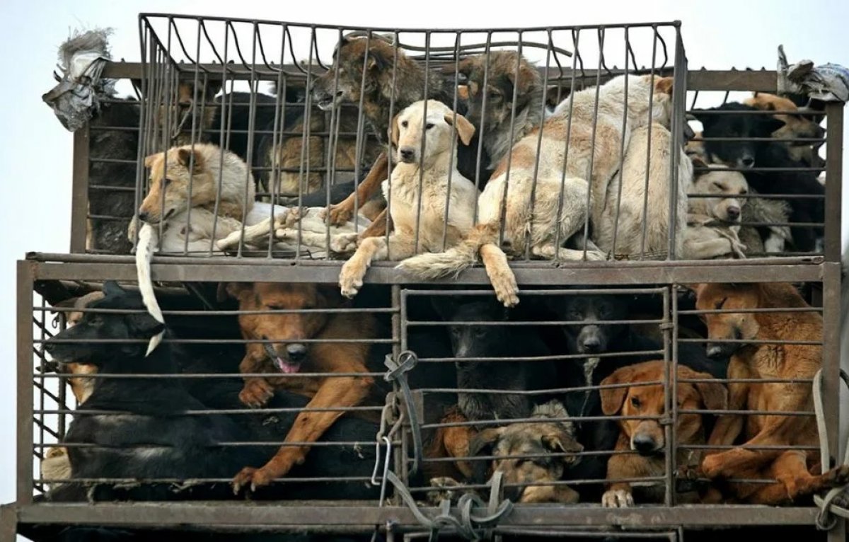 16 000 бродячих животных убили в Актюбинской области