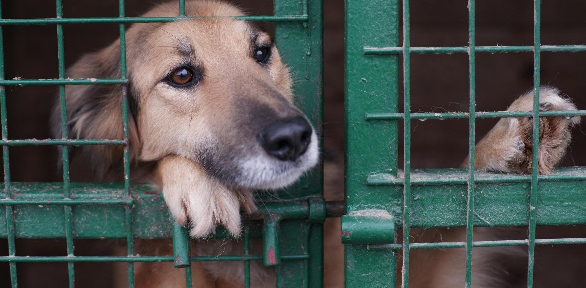 В Актобе хотят построить государственный приют для бездомных животных