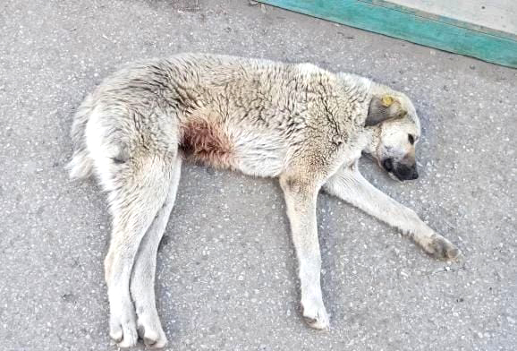 Полумертвых собак после стерилизации находят на улицах в Актобе