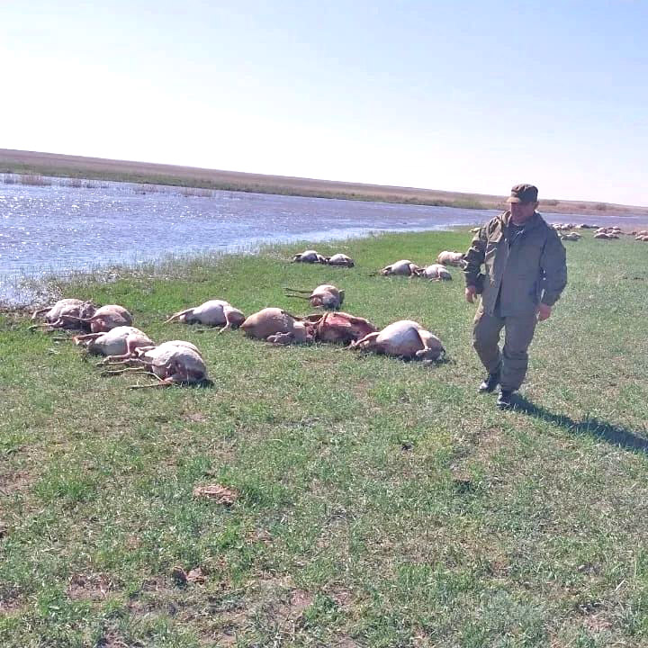На границе Актюбинской и Костанайской областей нашли более 60 мертвых сайгаков