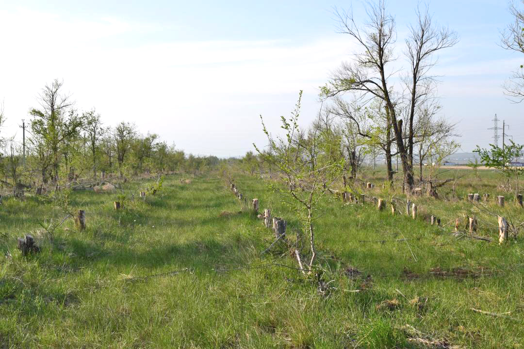 236 деревьев незаконно вырубили близ Актобе