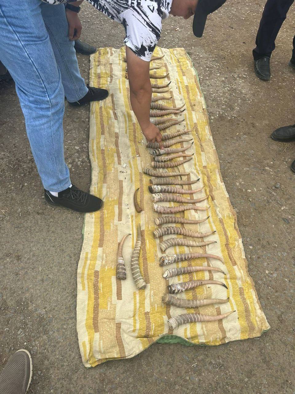 Рога сайги почти на 80 миллионов тенге изъяли у подозреваемых в Актобе