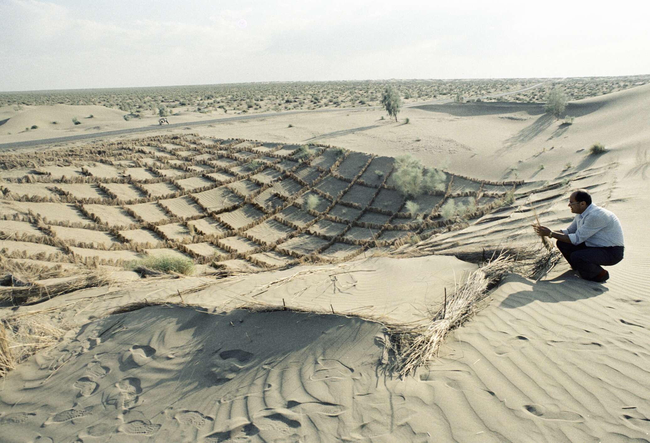 100 тысяч деревьев планируют посадить в песках Актюбинской области