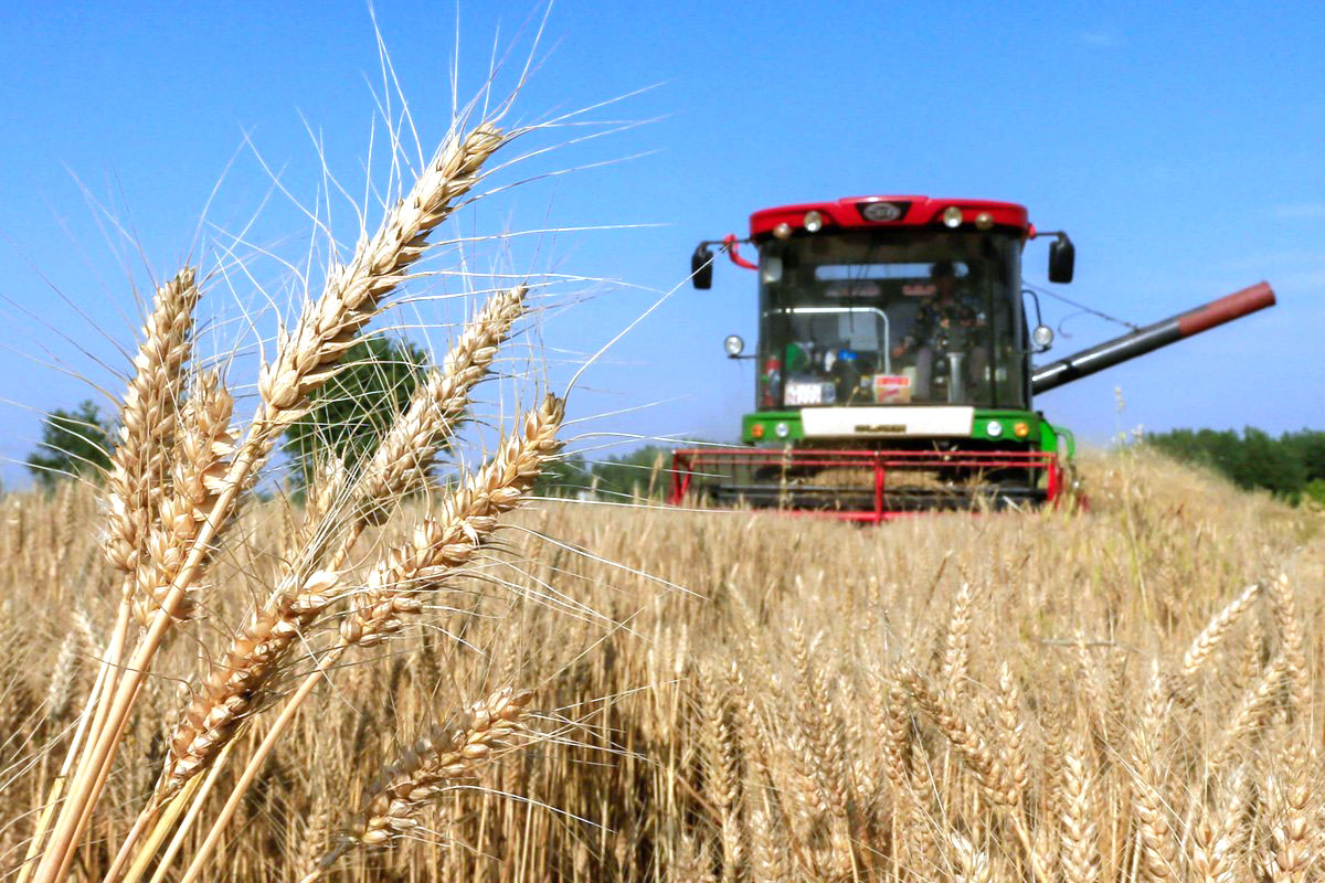 Почему в Актобе угробили пшеницу