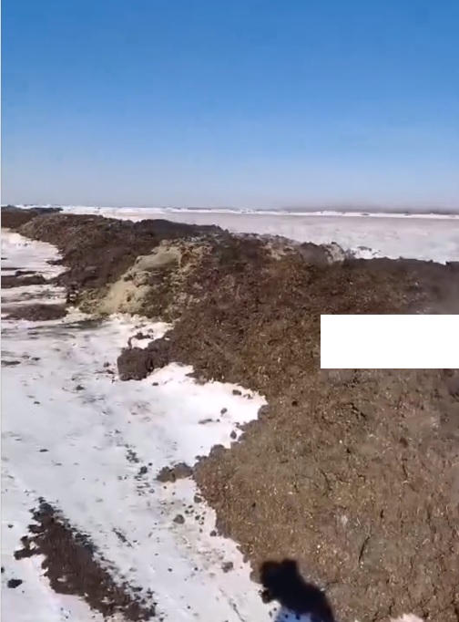86 тонн помета птицефабрики нашли на берегу Актюбинского моря