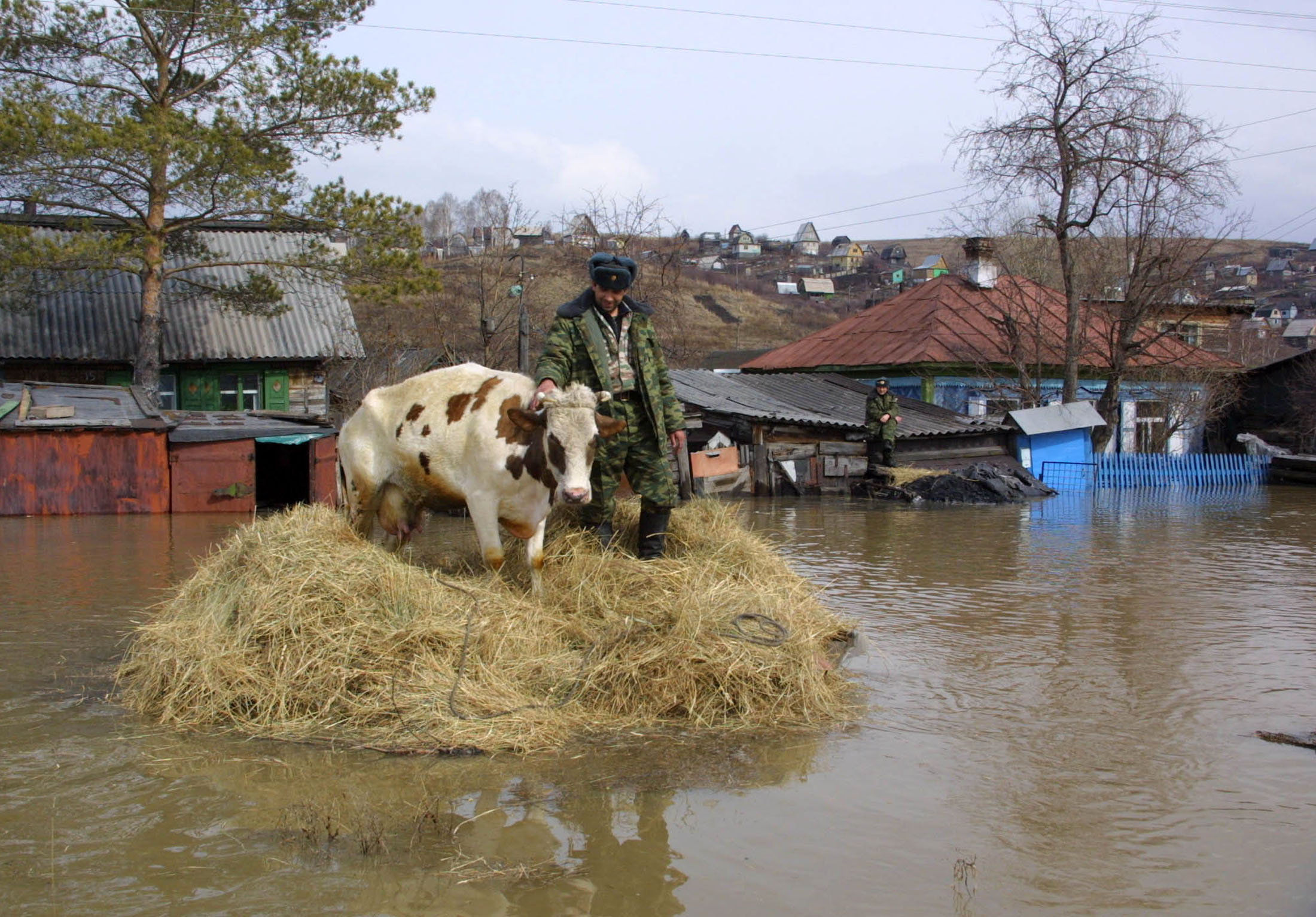 Более 3 000 коров и овец погибло во время паводка в Актюбинской области