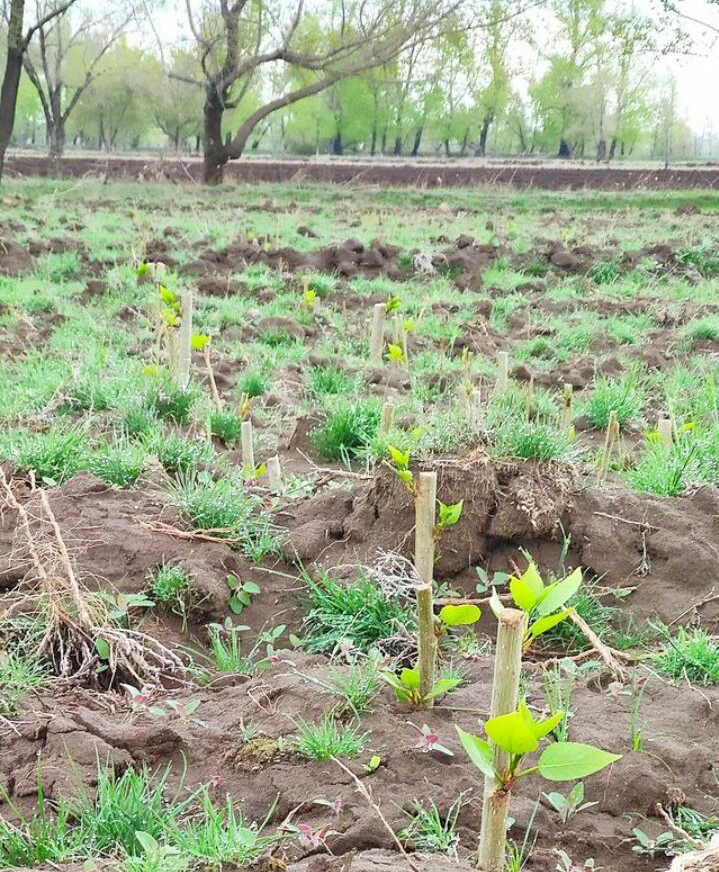 Ботанический сад в Актобе временно станет дендропарком