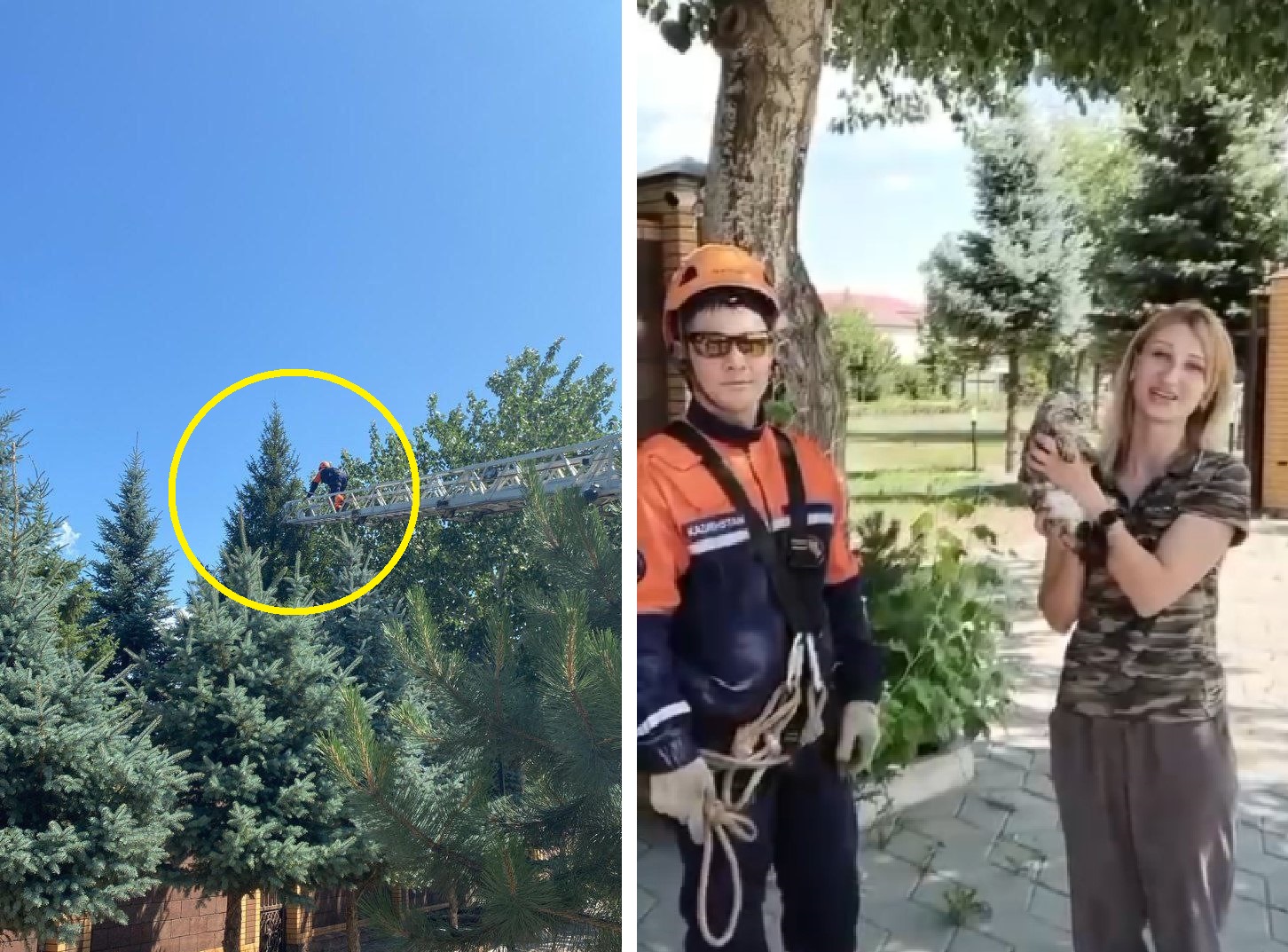 В Актобе спасли кошку, забравшуюся на верхушку 8-метрового дерева