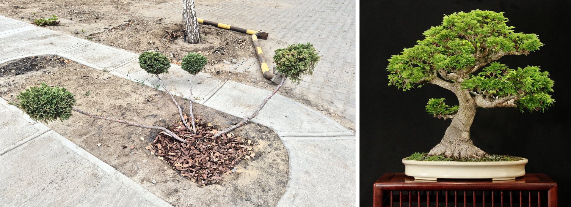 Султан Асанов и бонсай