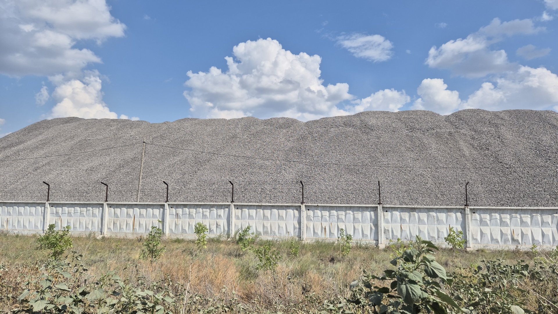 Более 100 деревьев погибло возле шлакоотвалов АЗФ в Актобе