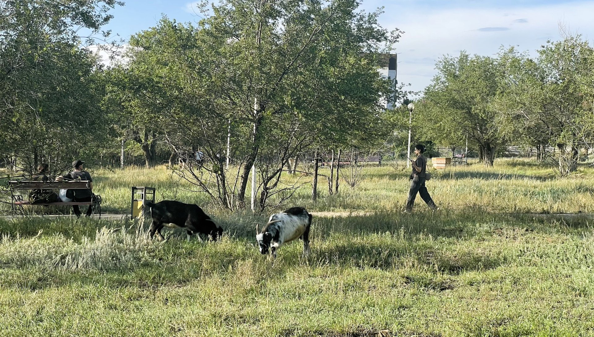 Козы сжирают кусты: во что превратился холм, с которого начинался Актобе