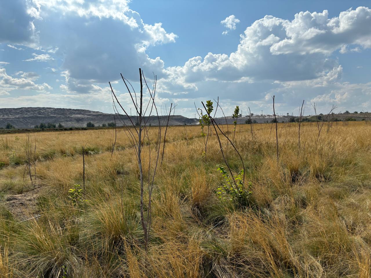 Погибло 40% деревьев, посаженных АЗФ