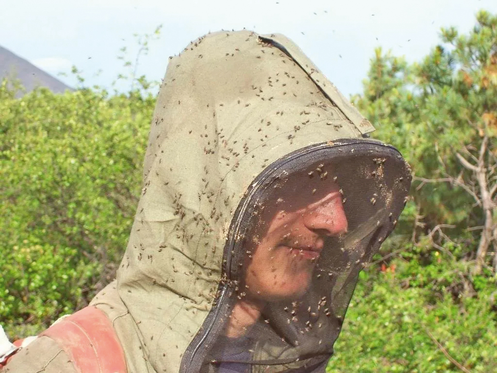 Миллиарды мошек вновь атаковали жителей Актобе