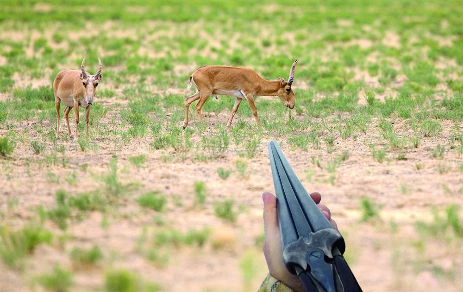 Убили 10 сайгаков
