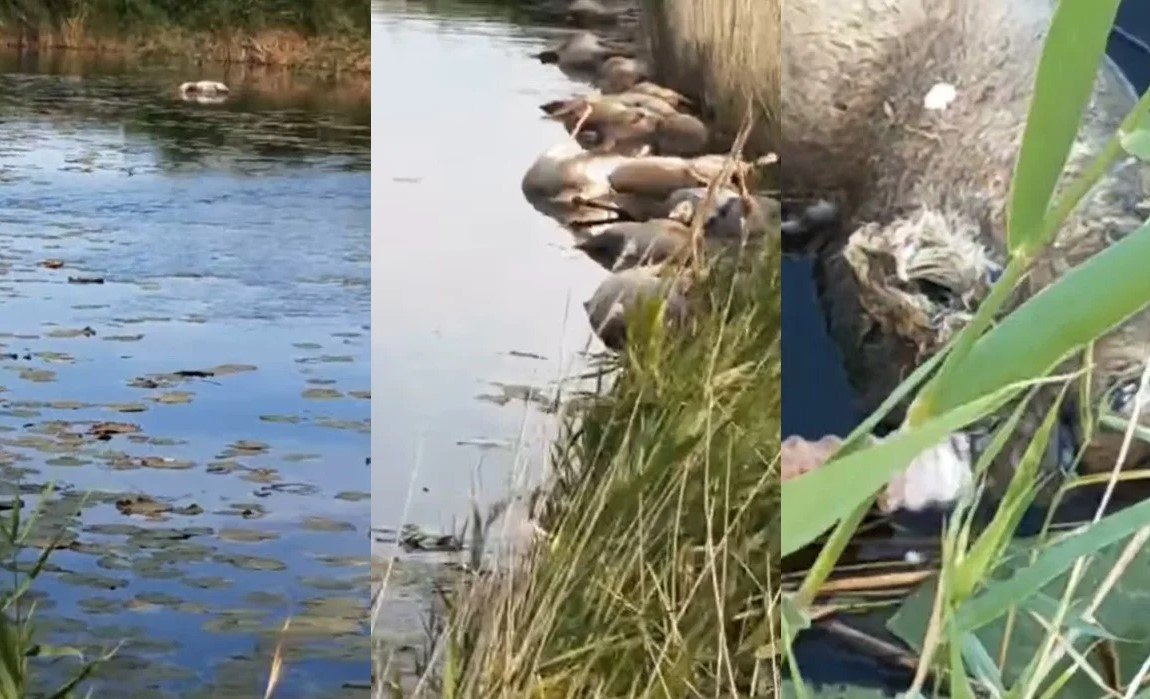 Более сотни сайгаков утонули в Актюбинской области