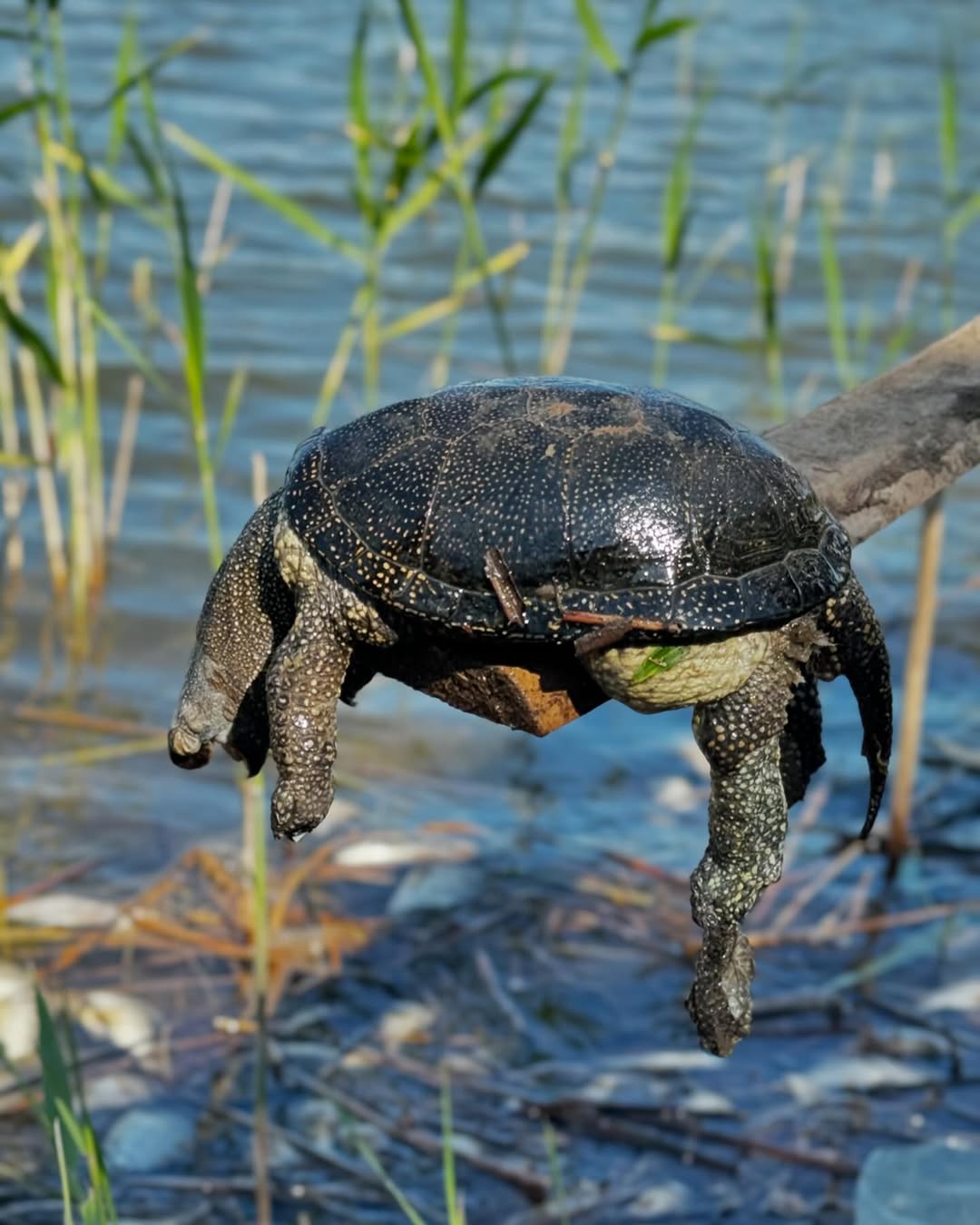 10 актюбинских рек заражены токсичным фенолом