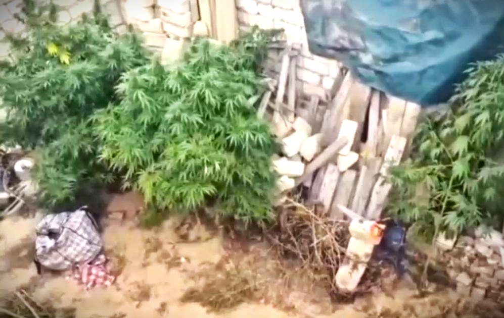 В Актюбинской области изъяли более 100 килограммов марихуаны