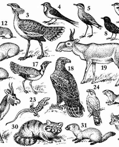 Данные о биоразнообразии в Актюбинской области безнадежно устарели – утверждают ученые