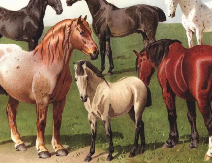 Породистых лошадей начнут выводить в Актобе