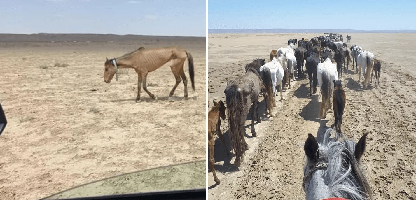 Древние строители спасли скот от небывалой засухи 2021 года