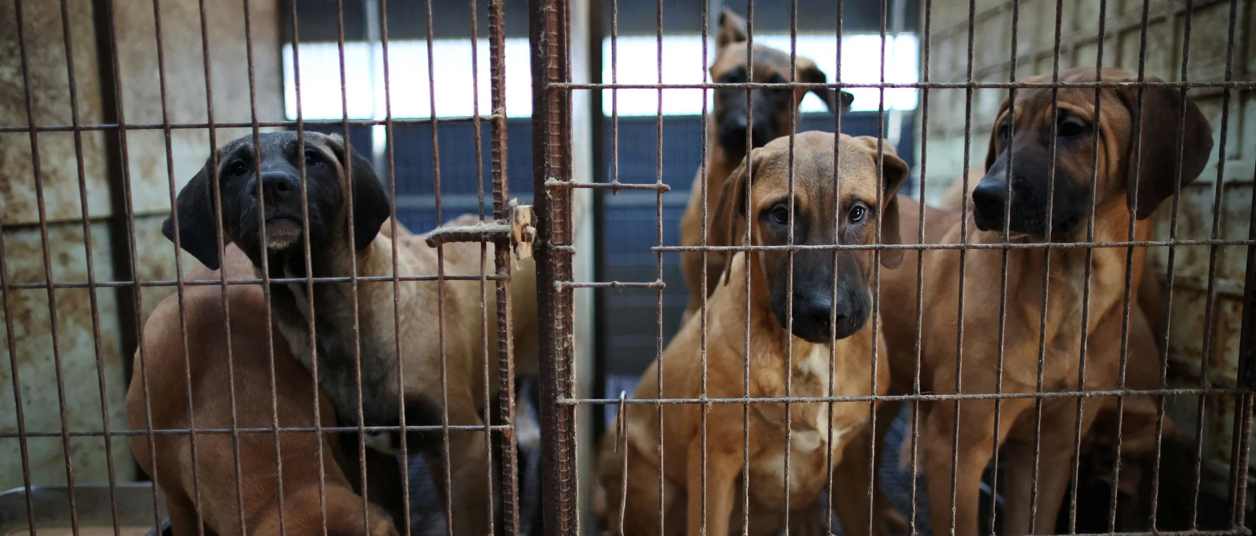 В Казахстане пытаются реанимировать массовое истребление животных