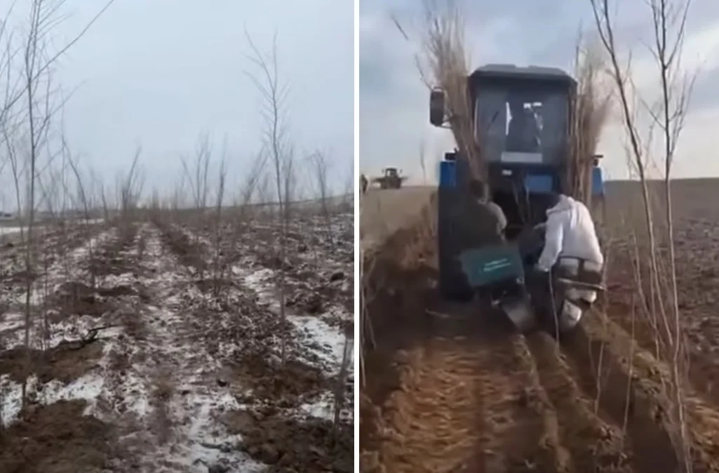 В Актобе среди зимы пытаются посадить 110 тысяч деревьев