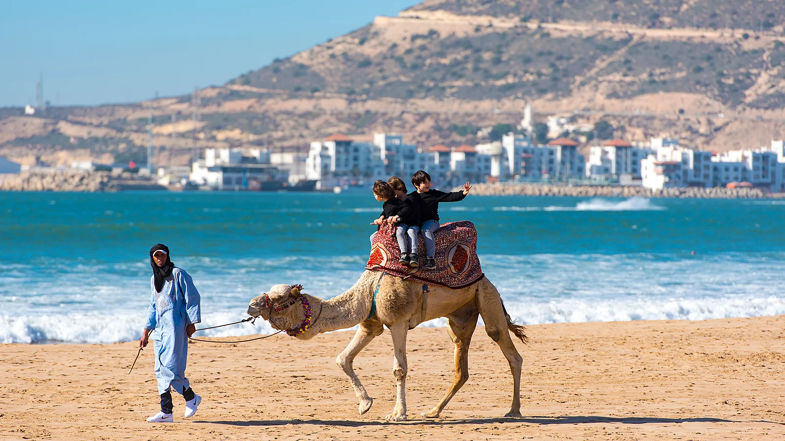 Верблюды в Марокко