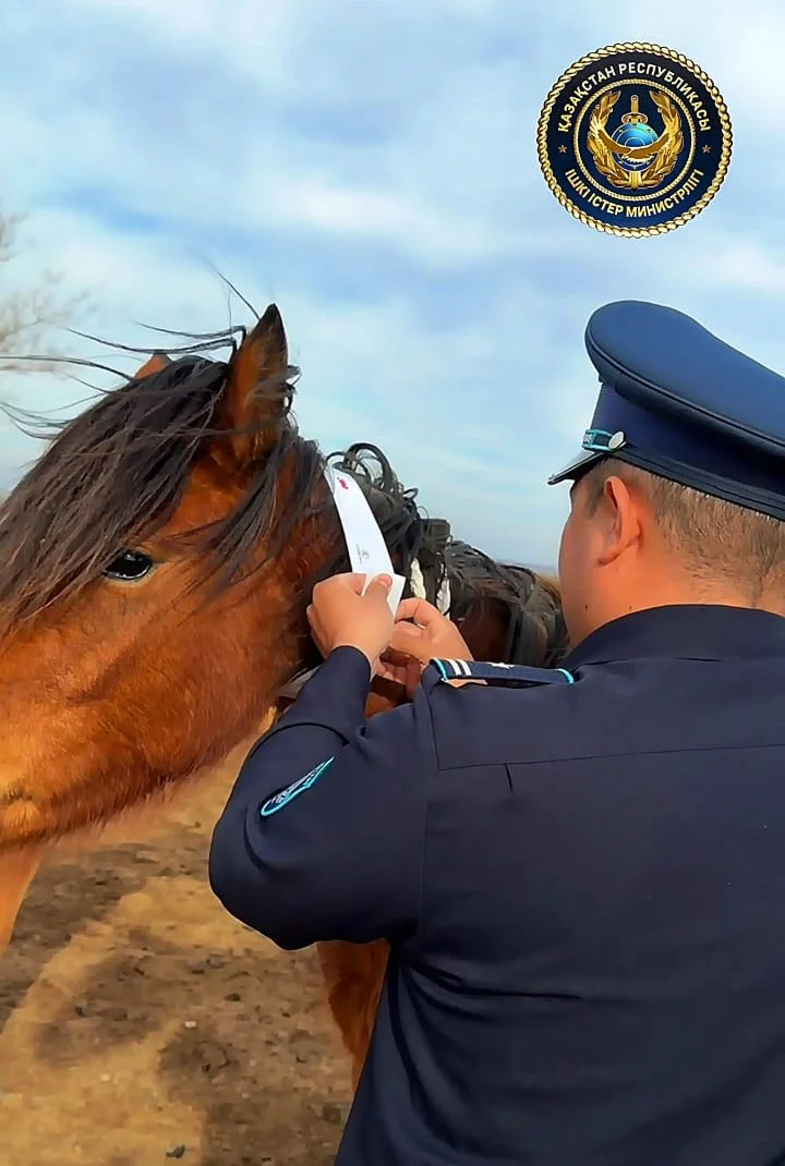 В Актобе «осветили» скот ради безопасности на дорогах